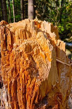 Close-up of the trunk of a broken tree in the woods