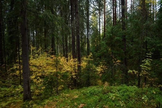 Colors of autumn. Landscape. Mixed forest. Colorful leaves and herbs in early autumn.