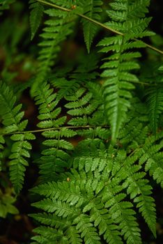 Fern leaves close-up in the taiga forest in the autumn season.