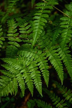 Fern leaves close-up in the taiga forest in the autumn season.