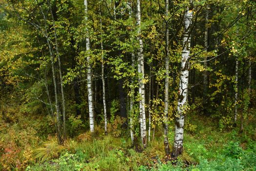 Colors of autumn. Landscape. Mixed forest. Colorful leaves and herbs in early autumn.