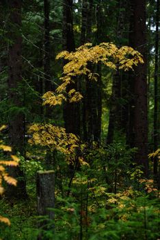 Colors of autumn. Landscape. Mixed forest. Colorful leaves and herbs in early autumn.