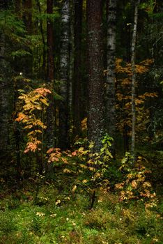 Colors of autumn. Landscape. Mixed forest. Colorful leaves and herbs in early autumn.