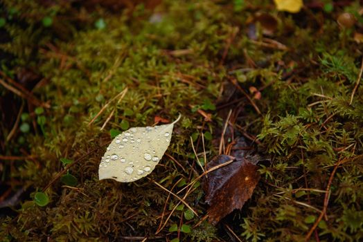 A fallen bird cherry leaf lying on the moss in the forest is covered with raindrops.