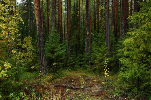 Colors of autumn. Landscape. Mixed forest. Colorful leaves and herbs in early autumn.