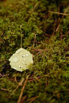 A fallen aspen leaf lying on the moss in the forest is covered with raindrops.