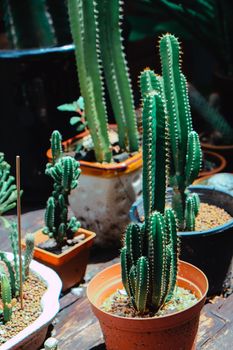 Tiny Potted Cactus. Plants in a pots. Home decor.