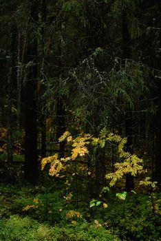 Colors of autumn. Landscape. Mixed forest. Colorful leaves and herbs in early autumn.