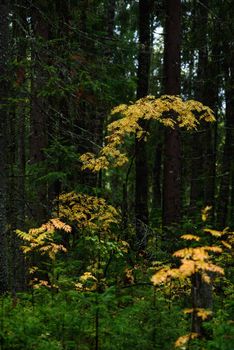 Colors of autumn. Landscape. Mixed forest. Colorful leaves and herbs in early autumn.