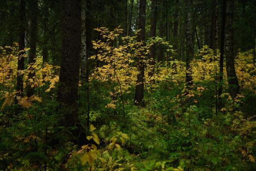 Colors of autumn. Landscape. Mixed forest. Colorful leaves and herbs in early autumn.