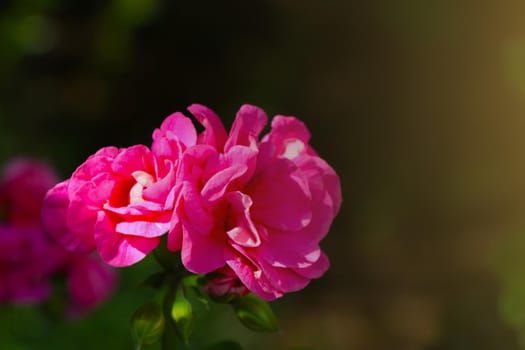 Beautiful flowering rose in the garden during sunset