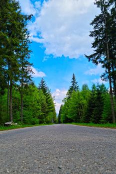 Beautiful picturesque road in the forest on a sunny day