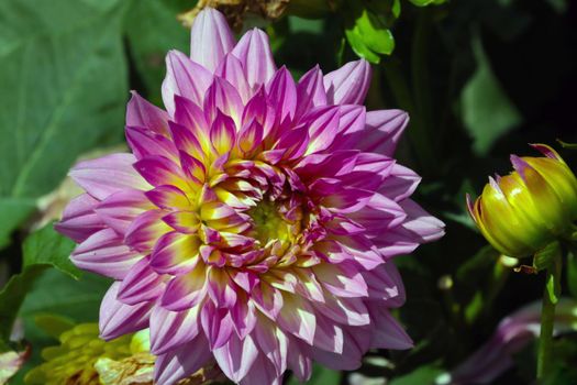 Close-up of a flowering dahlia in the fall in the park