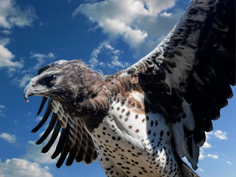 Bird of prey - eagle against the background of blue sky. Bird of prey on blue backround.