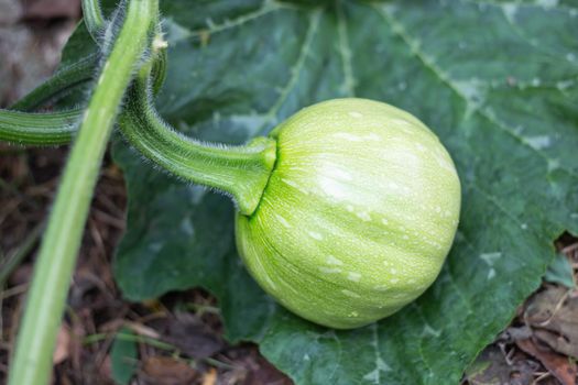 Growing pumpkin fruit. Growing vegetables in the garden.