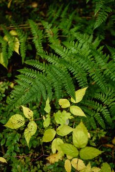 Fern leaves close-up in the taiga forest in the autumn season.