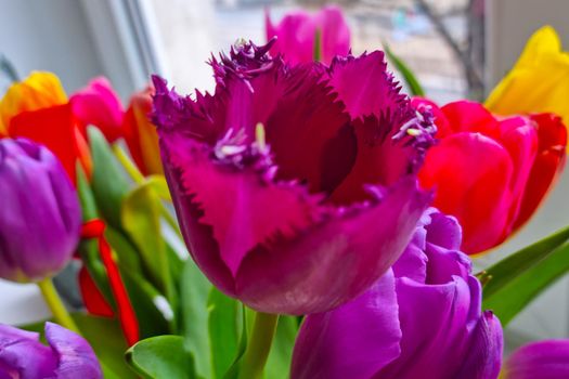 View of the multi-colored flowering tulips on the window