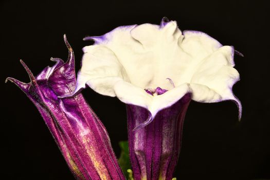 thorn apple with violet and white flower