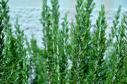 rosemary, fresh green herb in autumn