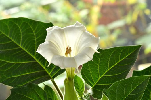 thorn apple with white flower