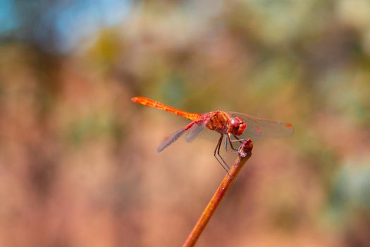 bright dragonfly with wings with a red pattern sits on a branch on a green background, summer insects