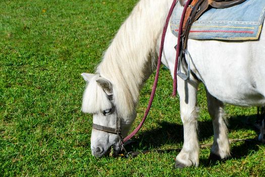 Portrait of a beautiful horse that eats grass, illuminated by sunlight on a warm summer day. Feeding livestock on the farm. High quality photo