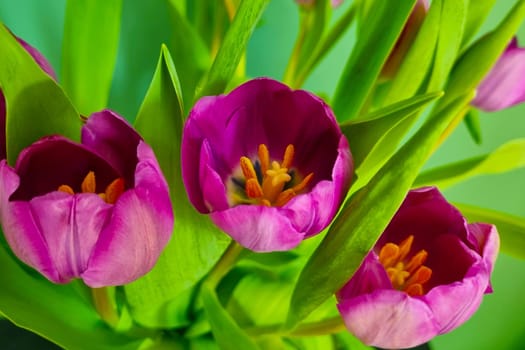 Bouquet of fresh flowering tulips in a vase. Congratulation