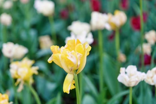 Bright flowers of tulips on a tulip field on a sunny morning, spring flowers tulips