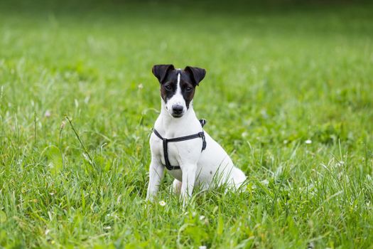 Portrait of cute dog Jack Russell Terrier sitting in the nature.