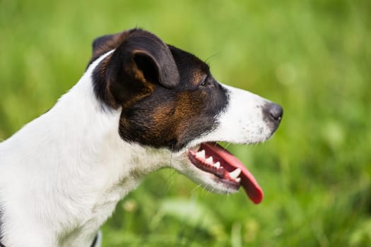Close up portrait of beautiful dog Jack Russell Terrier in the nature.