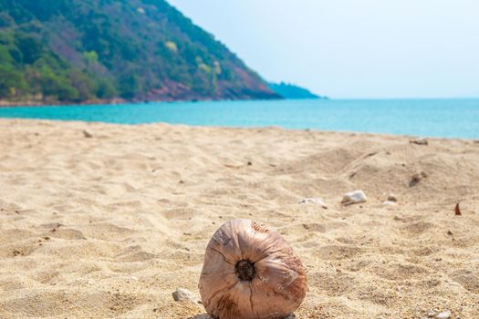 coconut lies on the seashore with a wave in the tropics