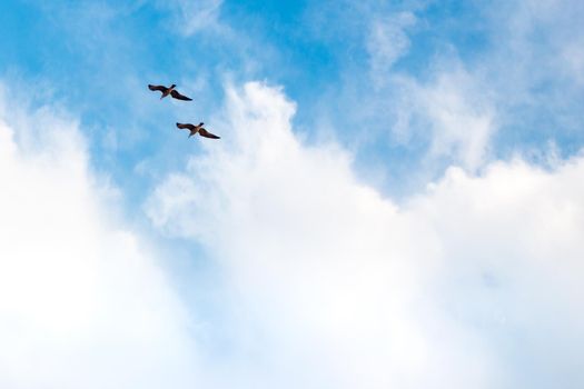 a pair of birds flies in the blue sky with clouds, a symbol of love and freedom