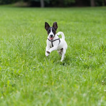 Happy dog Jack Russell Terrier enjoys running in the nature.