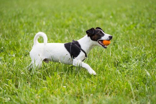 Cute dog Jack Russell Terrier enjoys playing with a ball in the nature.