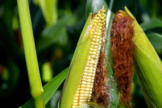 unripe corn cob on a field in Germany