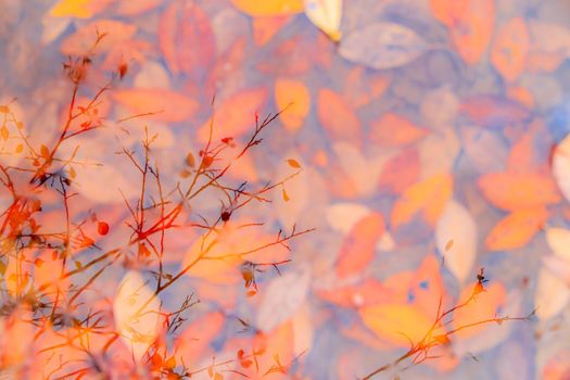 Autumn yellow leaves in a puddle background . Autumn background. Banner autumn. Autumn leaves. Nature. Copy space