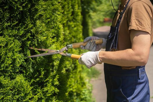 A young man with hands in gloves is trimming bushes in his garden with a big secateur. A professional gardener is cutting a thuja tree for a better shape