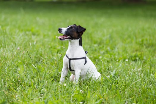 Portrait of cute dog Jack Russell Terrier sitting in the nature.
