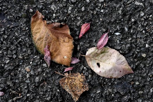 autumnal colored leaves on a street