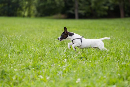 Happy dog Jack Russell Terrier enjoys running in the nature.