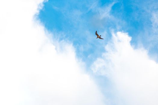 bird flies in the blue sky with clouds, a symbol of love and freedom