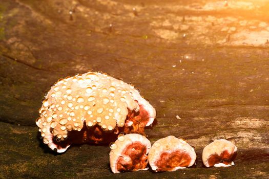 Baby Lingzhi mushroom or reishi mushroom on timber in the forest