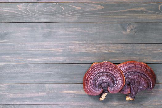 Close up of Ling zhi mushroom, Ganoderma lucidum mushroom on wooden floor