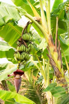 Banana flower and unripe fruits on a tree in the garden