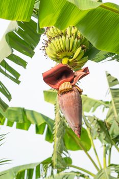 Banana flower and unripe fruits on a tree in the garden