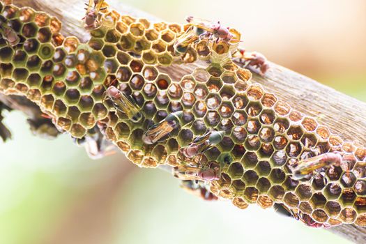 Close-up of wasp and wasp nest with eggs and larvae in nature