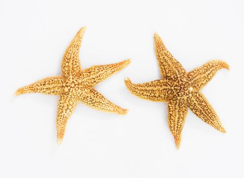 Starfish or sea star on white background