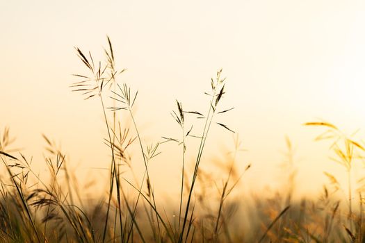 Wild grass with golden  hours in the morning sunrise