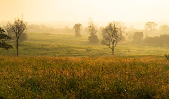 Wild grass with golden  hours in the morning sunrise