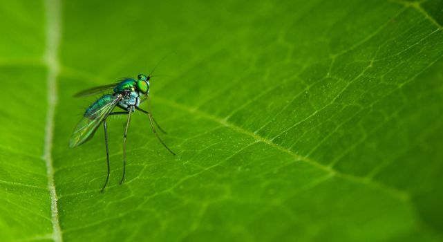 Insect on a green leaf